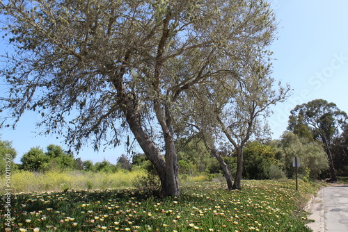tree in the field