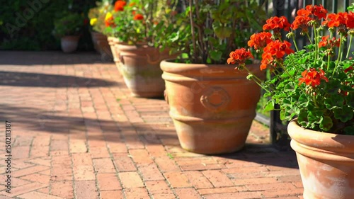 Terracotta Pots With Red Geraniums Adorning Brick Path Way