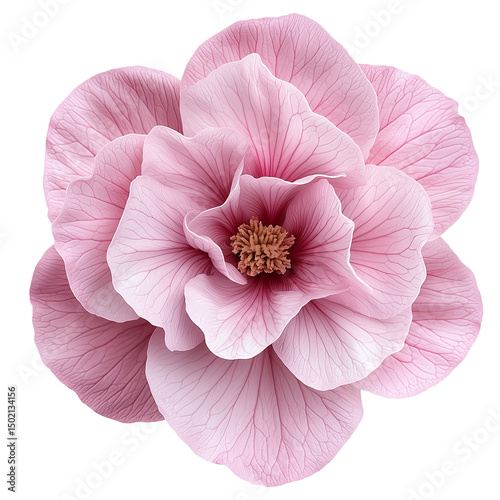 Close up of a light pink flower with many petals and a brown center on a black background