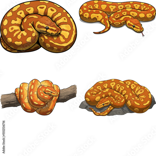 ball python
