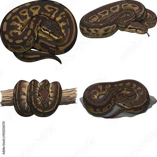 ball python