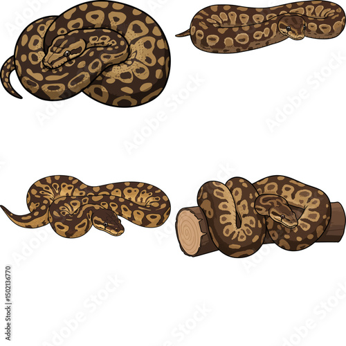 ball python