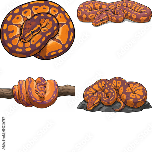 ball python
