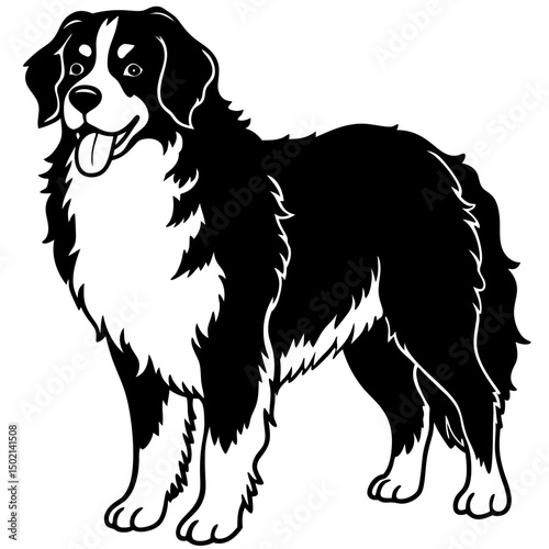 Bernese Mountain Dog Vector on White
