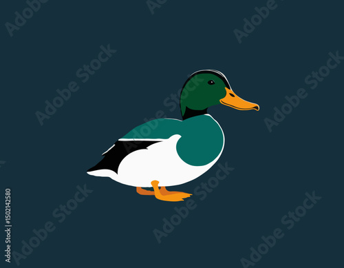 Mallard duck