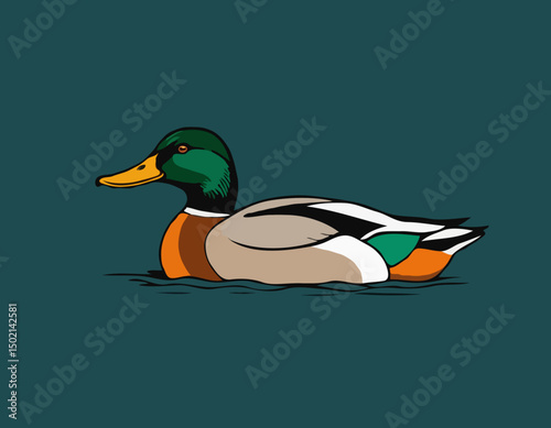 Mallard duck
