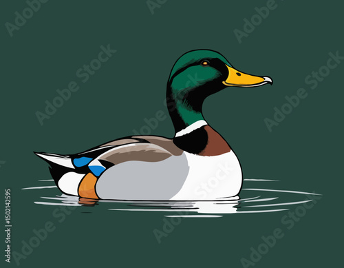 Mallard duck