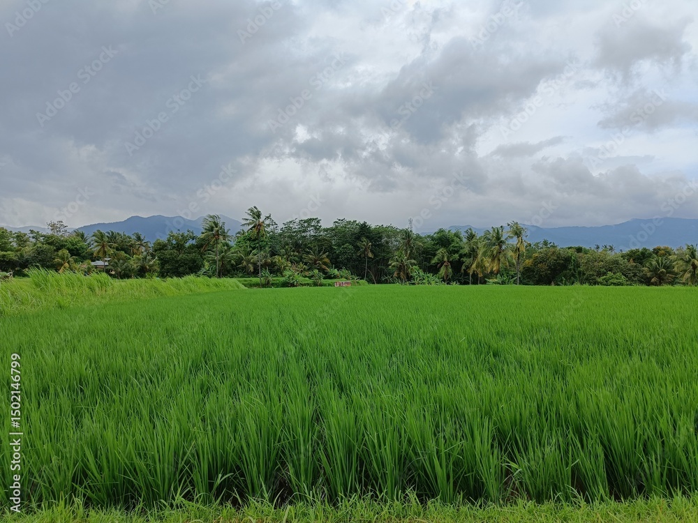Fototapeta premium Lush green rice paddies under a cloudy sky with palm trees and distant hills in the background