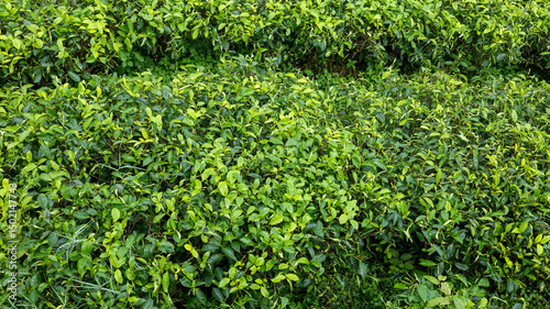 Wallpaper Mural Beautiful view of lush green tea bush rows forming a beautiful natural pattern on a terraced plantation Torontodigital.ca