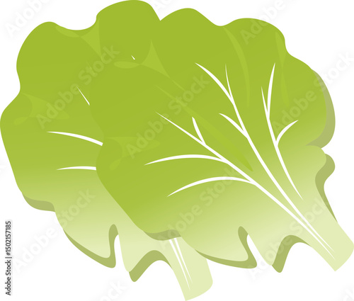Lettuce 