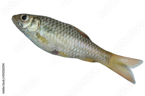 side view Barbodes binotatus commonly known as the spotted barb or common barb isolated on transparent background photo