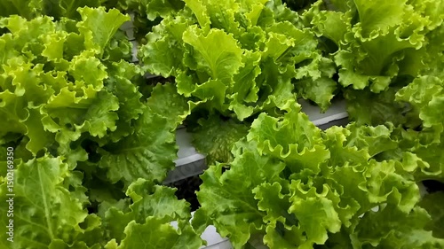 lettuce in the garden