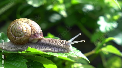 Slow Motion Snail Crawling On Green Leaf At Daytime In Nature