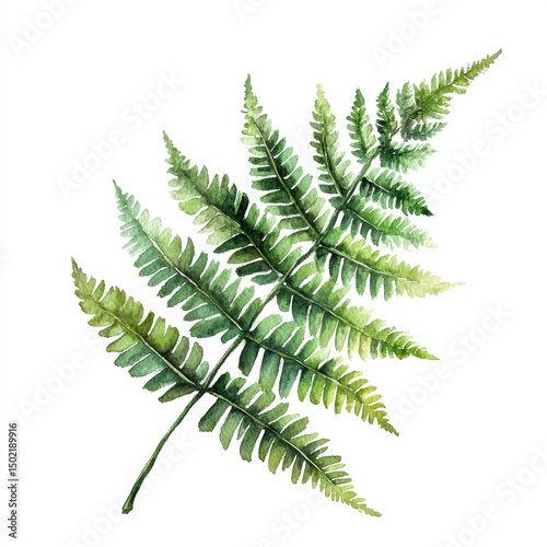 watercolor leaf captures texture depth fern