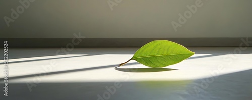 Green leaf floor sunlight minimalist nature