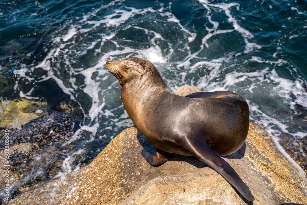 Fototapeta premium Sea lion sitting on a rock near the ocean, Monterey, California