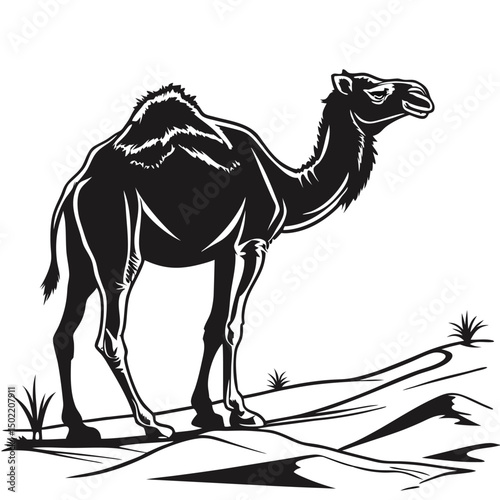 Camel in the desert and on the beach with a natural and wild setting featuring a dromedary and its hump in the sand