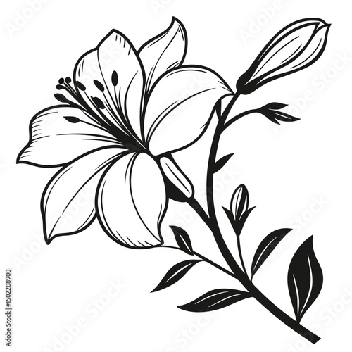 Elegant Lily: A black and white illustration of a pristine lily, showcasing its delicate petals and intricate details, embodies the purity of floral beauty.