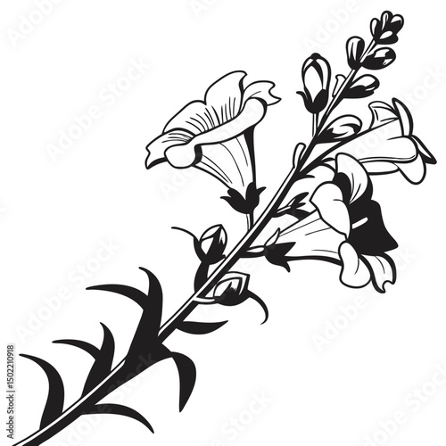 Snapdragon Sketch: A delicate illustration of snapdragon flowers, showcasing the intricate details and graceful form of the bloom in monochrome.