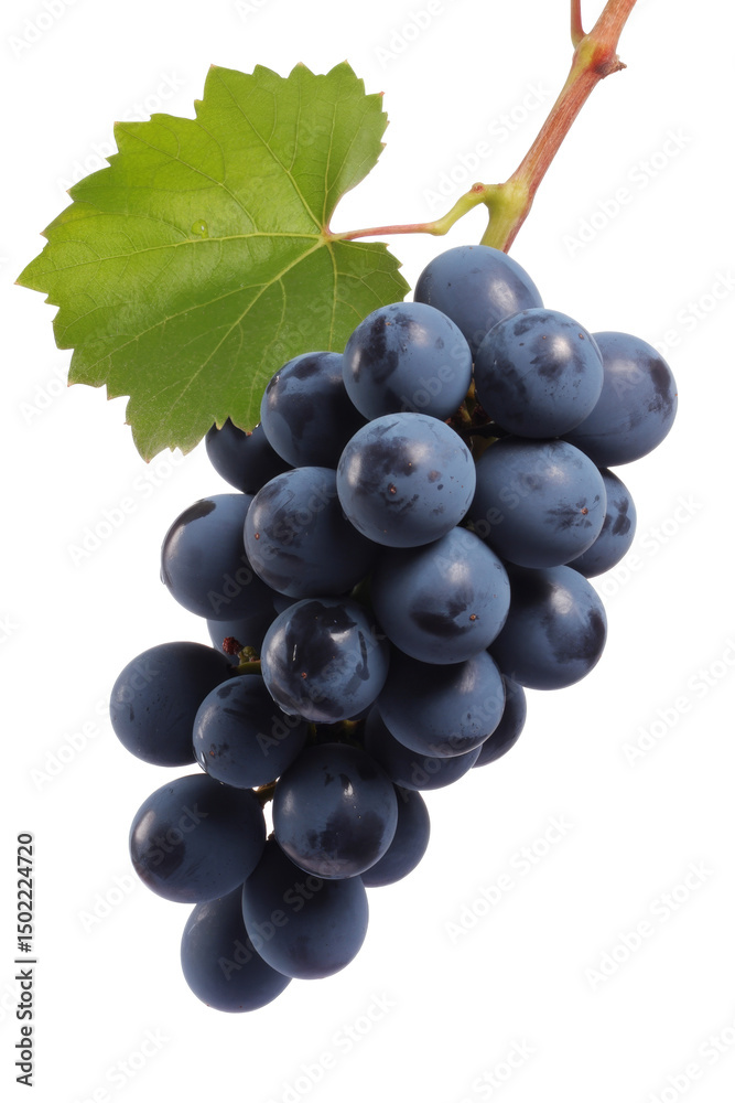 Fototapeta premium ripe blue grapes with leaf on white background.