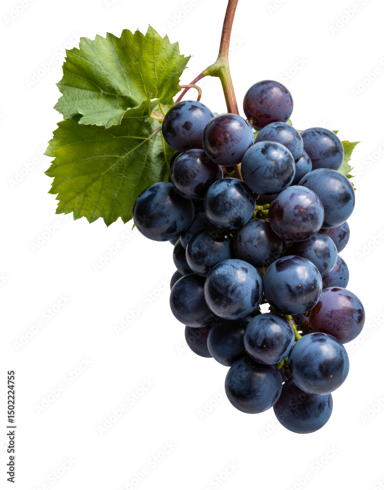 Fototapeta premium fresh black grapes isolated on transparent background.