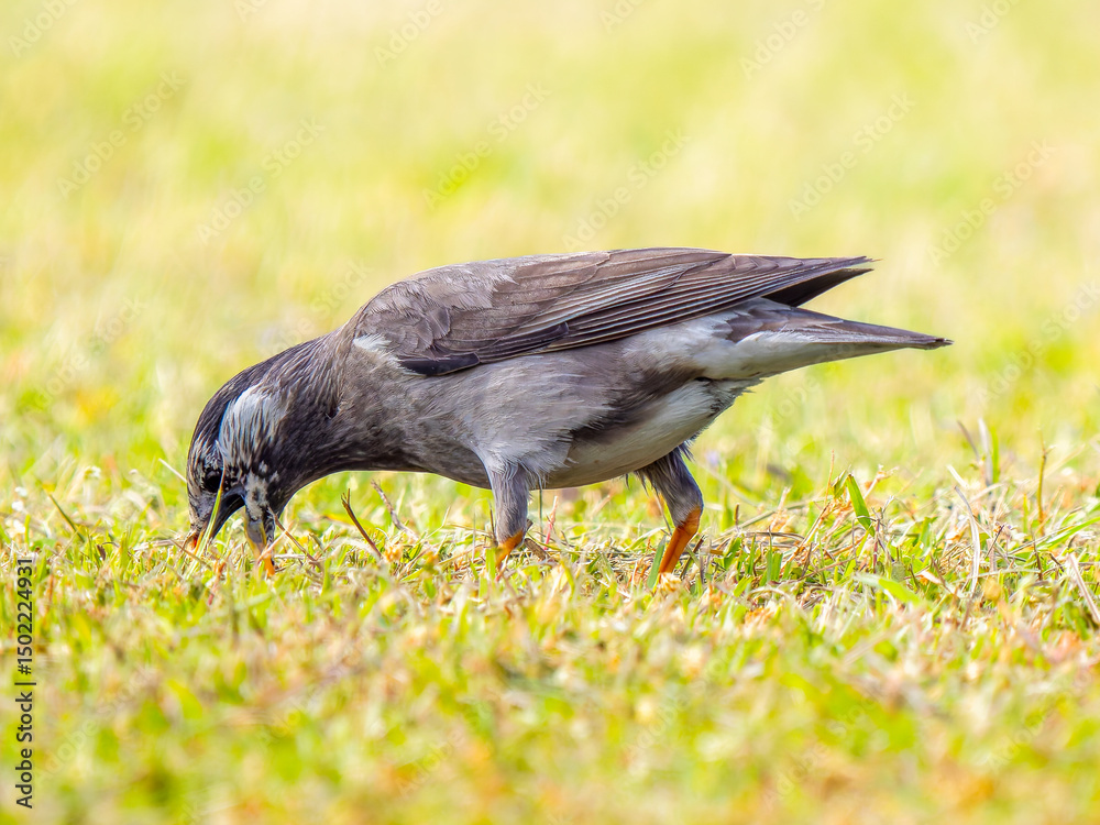 Obraz premium 餌を探して地面を歩くムクドリ
