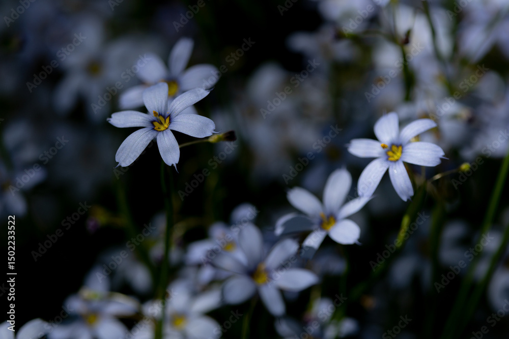Fototapeta premium Blue flowers