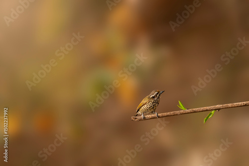 The speckled piculet (Picumnus innominatus) is a species of bird in the family Picidae. It is found in Indian, China and Southeast Asia.