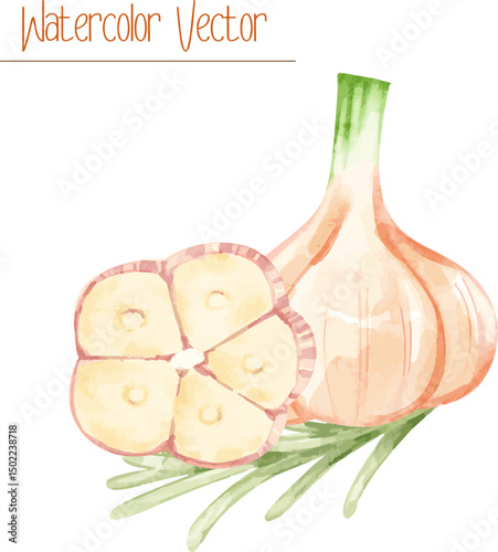 Watercolor Fresh Garlic, whole garlic, half of garlic, and rosemary herb. Vector illustration suitable for events project, culinary blogs, and recipes.