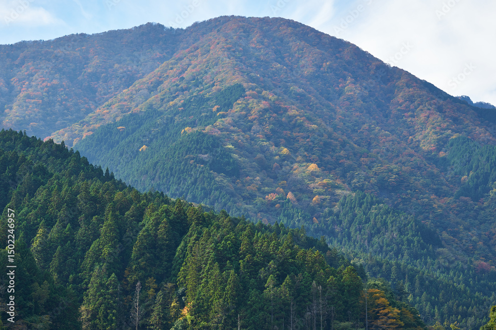 Fototapeta premium 山梨県 大城川砂防ダム上流の紅葉 