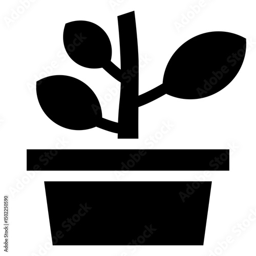 Potted House Plant