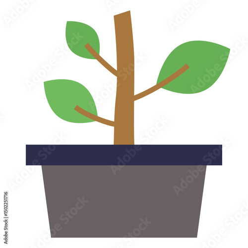Potted House Plant