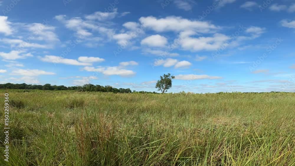 campo