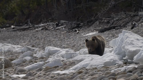 Wild brown bear wanders over rocks and ice after hibernation in search of food