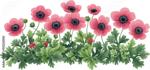 Green foliage shrub with pink anemone blooms for decoration