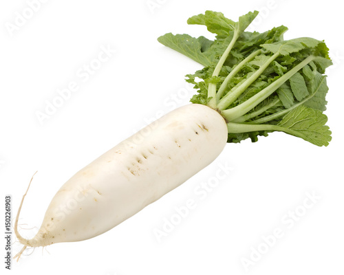 Fresh Daikon Radish on a White Background Isolated on Transparent Background