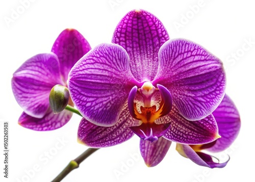 Stunning Purple Orchid Thailand, Isolated White Background, Macro Photography, Floral Image, Botanical Beauty, Asian Flower, Exotic Plant