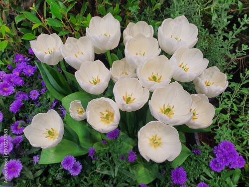 crocuses in the garden