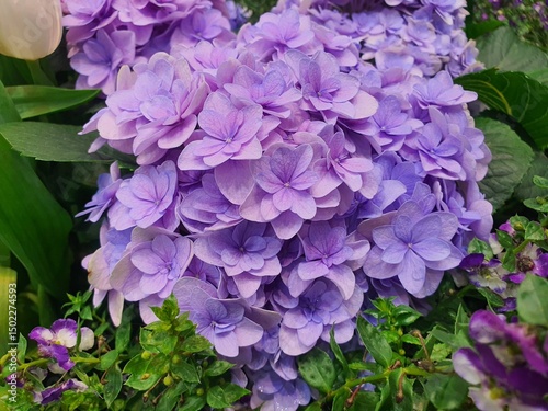 purple hydrangea flowers