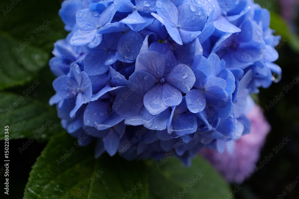Blue hydrangea flowers against the backdrop of water drops after rain Blue hydrangea flowers against the backdrop of water drops after rain