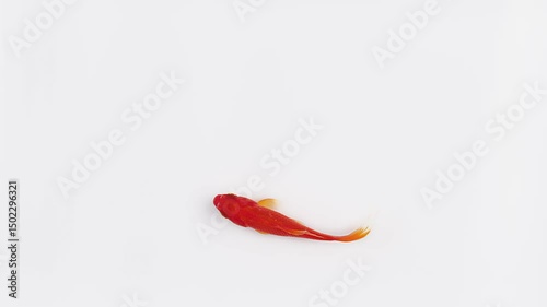 Goldfish swims gracefully on white background