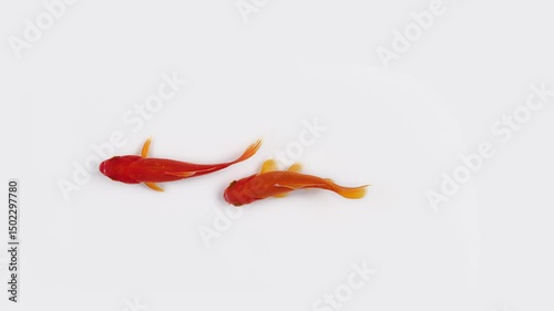 Overlook two goldfish on white background