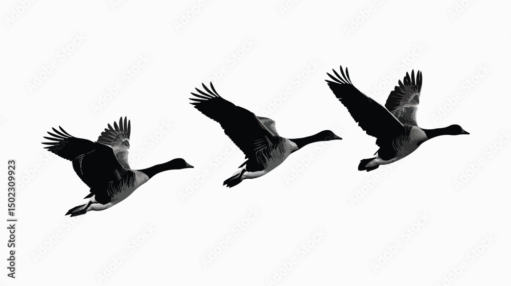 Obraz premium Geese silhouette isolated in White background 