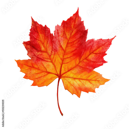 Bright Red and Orange Autumn Maple Leaf Isolated on White Background Illustration