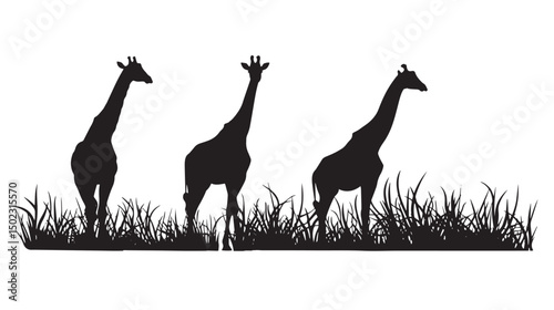 Giraffes silhouette isolated in White background