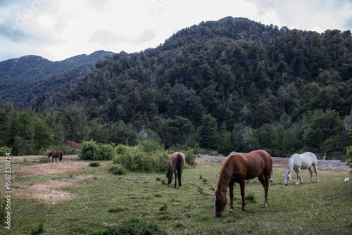 horses in the mountains
