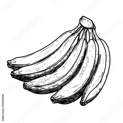 Bunch of bananas in shaded ink style with dotted texture and organic curvature