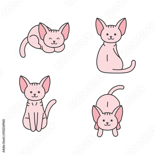 Cute sphynx cat