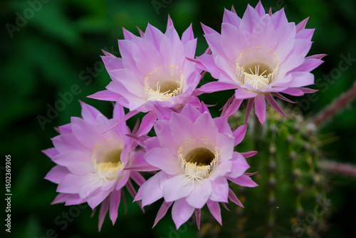 ピンク色のサボテンの花