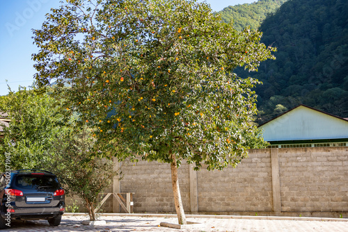 A rest and dining pavilion on the way to Lake Ritsa. A beautiful lush fruit tree against the backdrop of wooded mountains